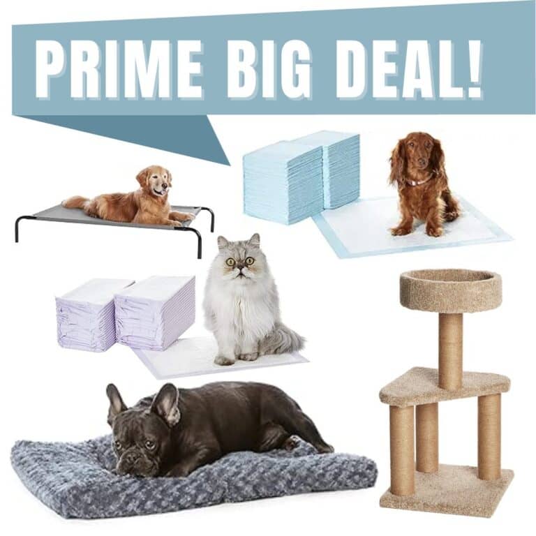 Pet products from Amazon brands are part of Prime Big Deal Days!!