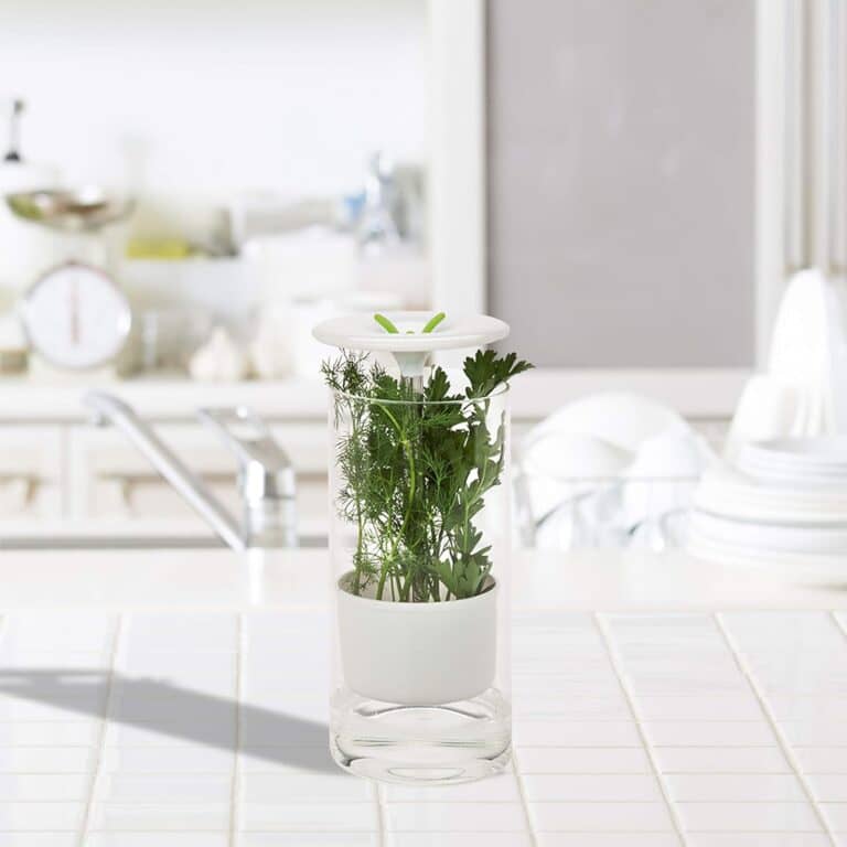 You can regrow your herbs with this!